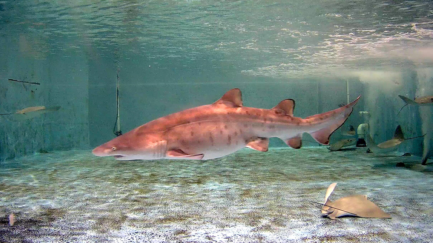World First: Ripley's Aquariums Research Efforts Birth Sand Tiger Shark -  Ripley Entertainment Inc